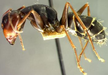 Media type: image; Entomology 21447   Aspect: habitus lateral view